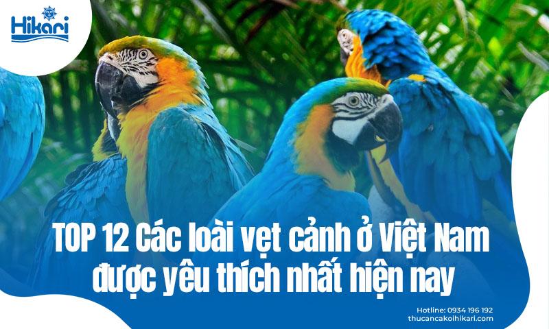 Màu xanh két là màu gì, sắc xanh tươi sáng của lông chim vẹt